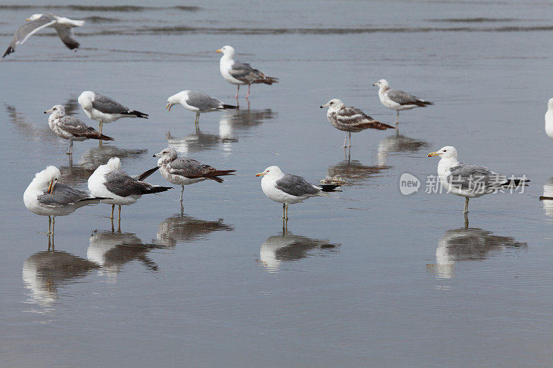 加利福尼亚海鸥(Larus californiicus)。